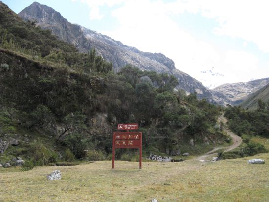 Sebolla pampa