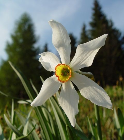 Golica, Javorniški rovt