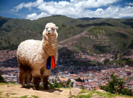 Zaključek za odpravo Peru 2012